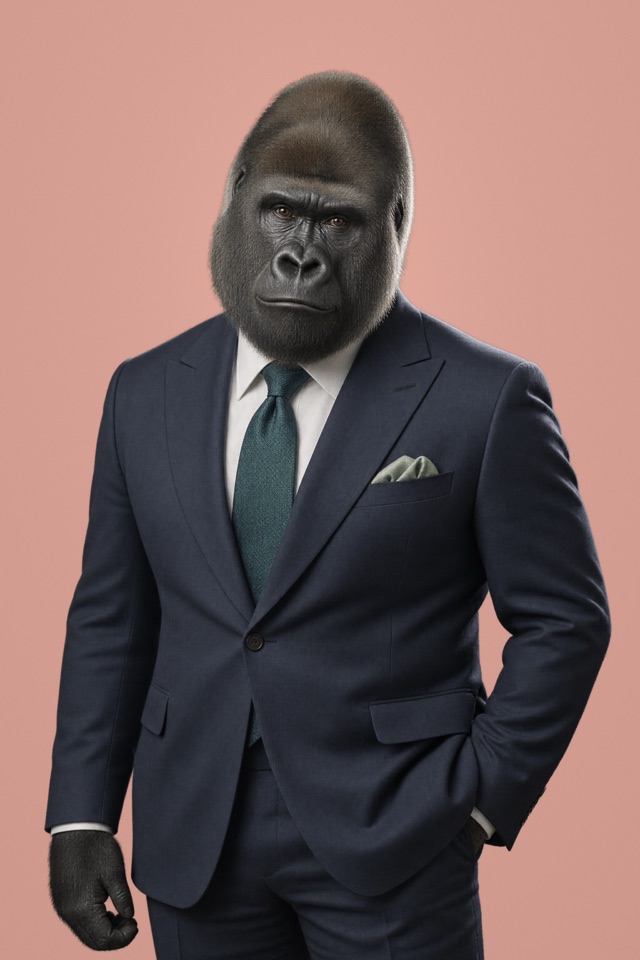 Portrait of a silverback gorilla in a navy suit with a dark teal tie and sage-green pocket square, facing the camera.
